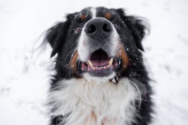 Kafasında karla Bernese dağ köpeği. Mutlu köpek yürüyüşü Kışın karlı havada