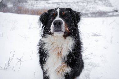 Kafasında karla Bernese dağ köpeği. Mutlu köpek yürüyüşü Kışın karlı havada