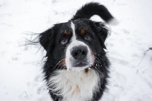 Бернская Горная Собака Снегом Голове Счастливая Собачья Прогулка Зимнюю Снежную — стоковое фото