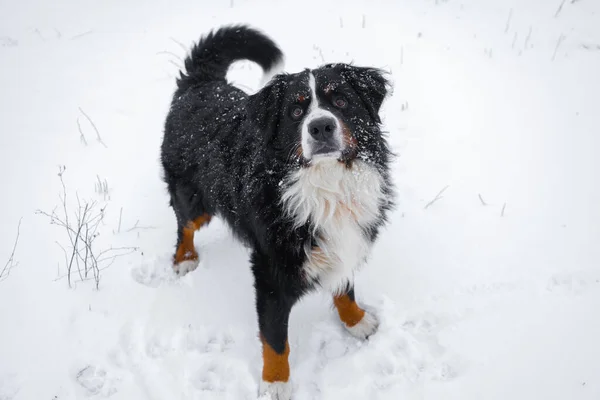 Berner Sennenhund Mit Schnee Auf Dem Kopf Glücklicher Hundeausflug Bei — Stockfoto