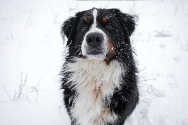 Bernese Pies Górski Śniegiem Głowie Szczęśliwy Spacer Psa Zimie Śnieżna — Zdjęcie stockowe