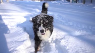 Karla kaplı Bernese dağ köpeği kar yığınlarında yürüyor. Büyük tüylü köpek.