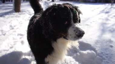 Bernese dağ köpeği ağzı karla kaplı. Mutlu köpek kafası. Yaklaş.