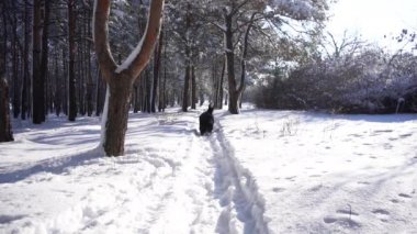 Karla kaplı Bernese dağ köpeği kar yığınlarında yürüyor. Büyük tüylü köpek.