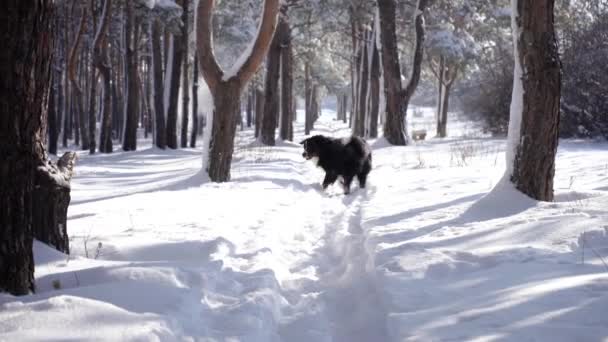 Schneebedeckte Berner Sennenhunde Laufen Durch Die Schneeverwehungen Großer Flauschiger Hund — Stockvideo