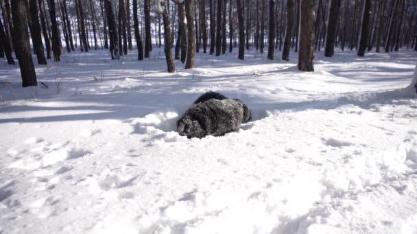 Bernese Perro Montaña Tumbado Una Nieve Día Soleado Paseo Por — Vídeos de Stock