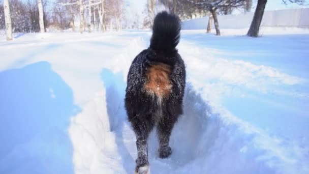 Бернская Горная Собака Покрытая Снегом Ходит Снежным Дрейфам Большая Пушистая — стоковое видео
