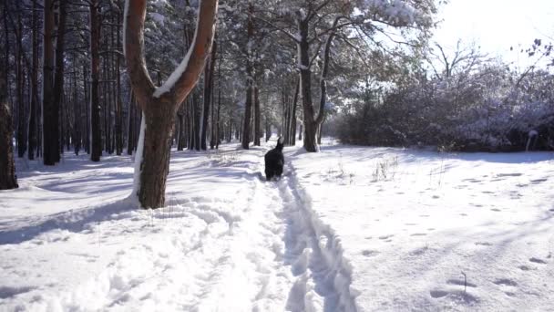 Bernese Perro Montaña Cubierto Nieve Camina Través Las Derivas Nieve — Vídeos de Stock