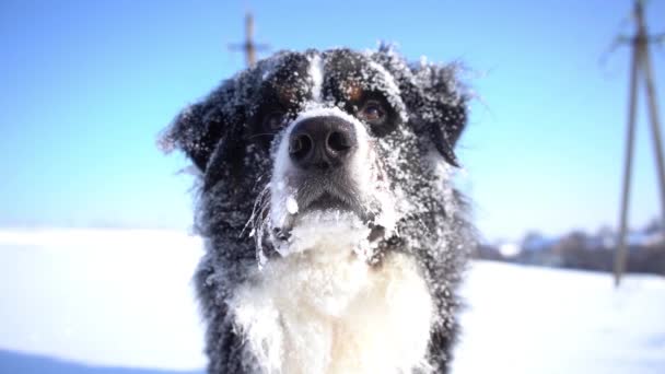 Berneński Pysk Górski Pokryty Śniegiem Szczęśliwa Głowa Psa Bliska — Wideo stockowe