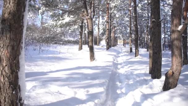 Paesaggio Invernale Con Grandi Cumuli Neve Nella Foresta Parco Nella — Video Stock