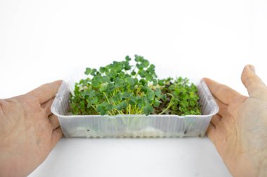 Çevresel yaşam tarzı için konteynırda taze küçük yeşillikler. Sağlıklı yemek, sağlıklı yemek.