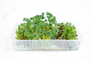 Çevresel yaşam tarzı için konteynırda taze küçük yeşillikler. Sağlıklı yemek, sağlıklı yemek.