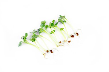 Eko yaşam tarzı için taze, küçük, çimlenmiş tohumlar. Sağlıklı yemek, sağlıklı yemek.