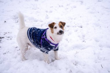 Soğuk kış gününde mavi kazak giymiş oyuncu Jack Russell Terrier.