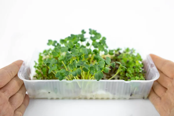 Fresh Small Microgreens Container Eco Lifestyle Healthy Cooking Healthy Eating — Stock Photo, Image