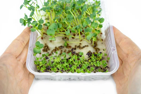 Fresh Small Microgreens Container Eco Lifestyle Healthy Cooking Healthy Eating — Stock Photo, Image