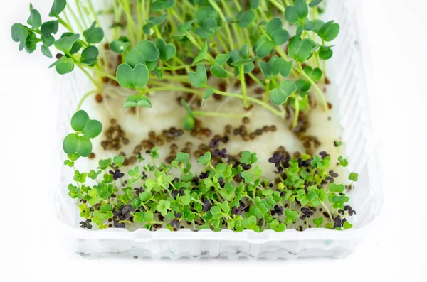 Маленькие Микрозеленки Контейнере Экообраза Жизни Здоровое Питание Здоровая Кухня — стоковое фото