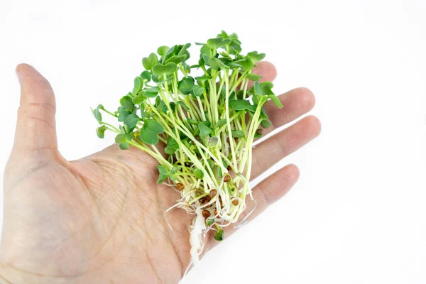 Fresh Small Microgreens Germinated Seeds Eco Lifestyle Healthy Cooking Healthy — Stock Photo, Image
