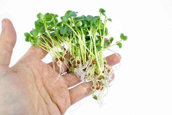Свежие Маленькие Микрозеленые Семена Прорастают Эко Образа Жизни Здоровое Питание — стоковое фото