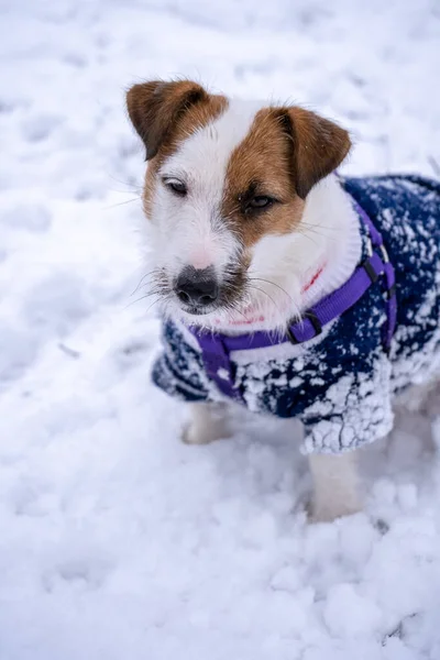 Playful Jack Russell Terrier Dressed Blue Sweater Cold Winter Snowy — Stock Photo, Image