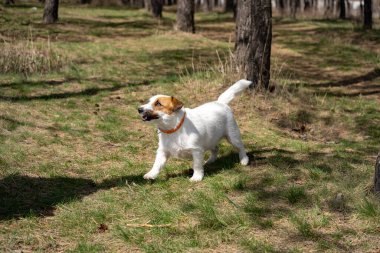Oyuncu Jack Russell Terrier yerde oturuyor ve parkta yürürken kameraya bakıyor. Köpek ağızlığı kapat.