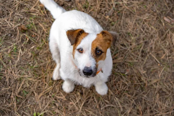 Lekfull Jack Russell Terrier Sitter Mark Och Tittar Kameran När — Stockfoto