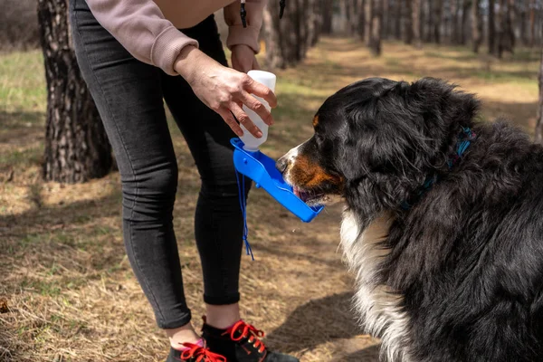 Bernese Dağ Köpeği ormanın sahibiyle yürürken özel taşınabilir evcil hayvan şişesinden su içer.