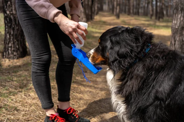 Berner Sennenhund Trinkt Beim Waldspaziergang Mit Herrchen Aus Der Speziellen — Stockfoto