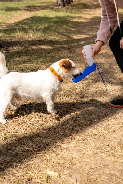 Jack russell terrier dog drinks from the special portable pet drinking bottle while walk in forest with the owner