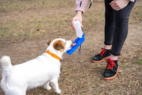 Jack Russell Terrier Hund Trinkt Aus Der Speziellen Tragbaren Trinkflasche — Stockfoto