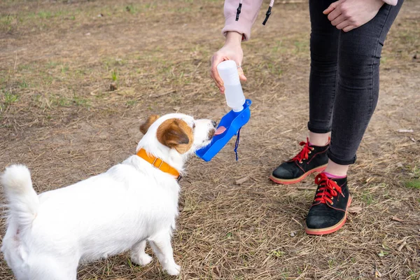 Jack Russell Terrier köpeği, ormanın sahibiyle yürürken özel taşınabilir evcil hayvan şişesinden içer.