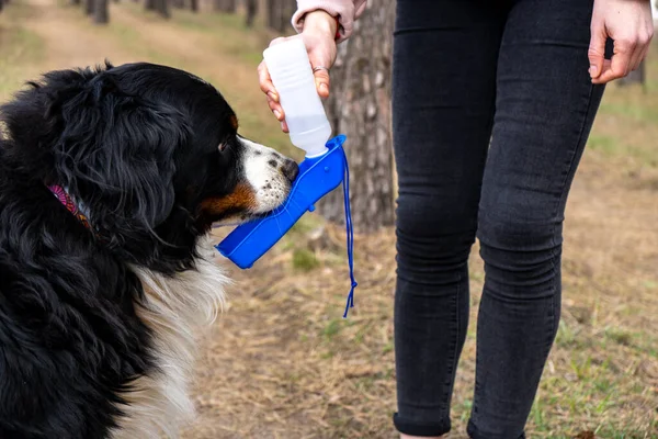 Berner Sennenhund Trinkt Beim Waldspaziergang Mit Herrchen Aus Der Speziellen — Stockfoto