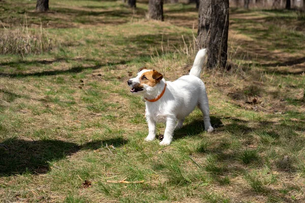 Giocoso Jack Russell Terrier Seduto Terreno Guardando Nella Fotocamera Mentre — Foto Stock