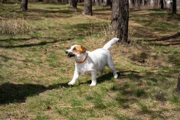 Giocoso Jack Russell Terrier Seduto Terreno Guardando Nella Fotocamera Mentre — Foto Stock