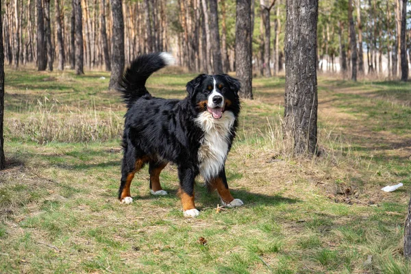 Vuxen Man Bernese Bergshund Färska Gröna Gräs Bakgrund — Stockfoto