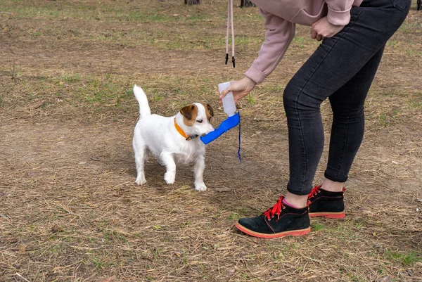 Jack russell terrier dog drinks from the special portable pet drinking bottle while walk in forest with the owner