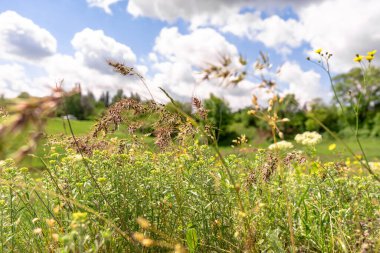 Yaz doğası arka planı, tarladaki çiçekler, beyaz bulutlu mavi gökyüzü, kopyalama alanı.