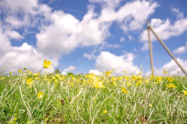 Yaz doğası arka planı, tarladaki çiçekler, beyaz bulutlu mavi gökyüzü, kopyalama alanı.