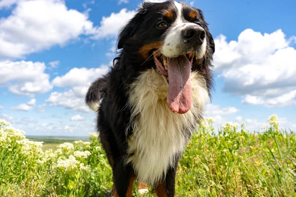 Bernese Perro Montaña Sentado Una Hierba Verde Lengua Hacia Fuera — Foto de Stock