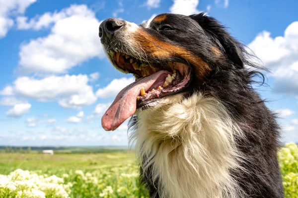 Bernese Perro Montaña Sentado Una Hierba Verde Lengua Hacia Fuera — Foto de Stock