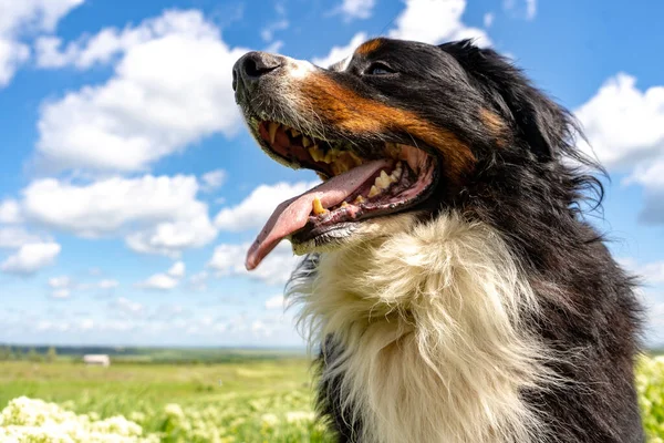 Bernese Bergshund Sitter Grön Gräs Tunga Blå Himmel Moln Sommar — Stockfoto