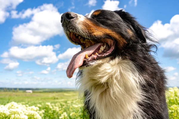 Bernese Perro Montaña Sentado Una Hierba Verde Lengua Hacia Fuera — Foto de Stock