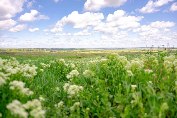 Letní Příroda Pozadí Květiny Poli Modrá Obloha Bílými Mraky Kopírovat — Stock fotografie