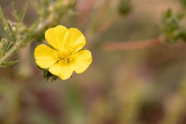 Yellow flower macro, field flowers close up