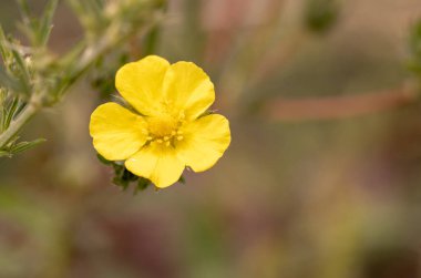 Yellow flower macro, field flowers close up
