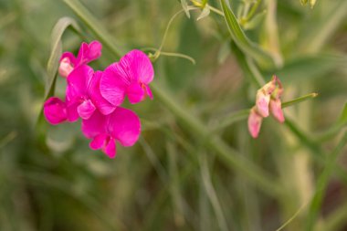 Pink flower macro, field flowers close up
