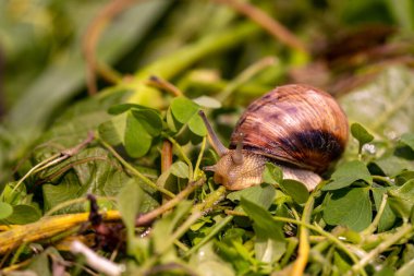 Garden snail drink water, macro nature, extreme close up snail in a natural habitat with rain drops on a grass