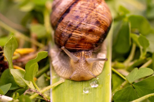 Garden snail drink water, macro nature, extreme close up snail in a natural habitat with rain drops on a grass