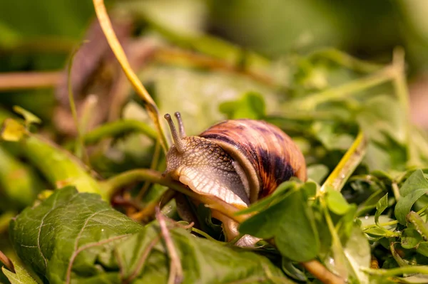 Garden snail drink water, macro nature, extreme close up snail in a natural habitat with rain drops on a grass