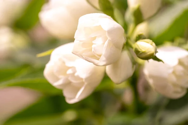 White Jasmine Flowers Macro Jasmine Bush Close — Stockfoto